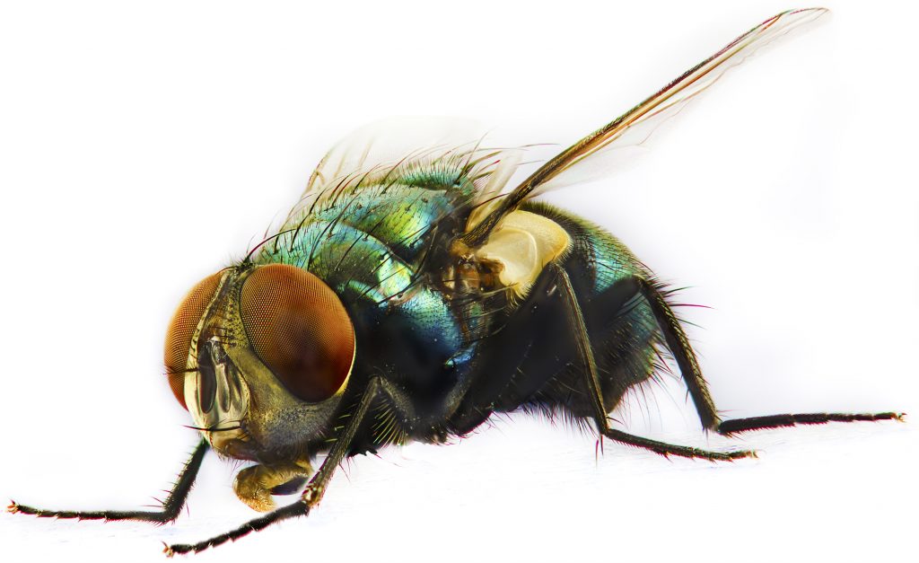 Fly2 1024x627